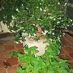 Antonio Διαμέρισμα