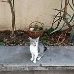 Antonio *