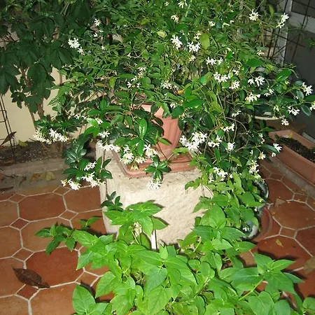 Antonio Apartament