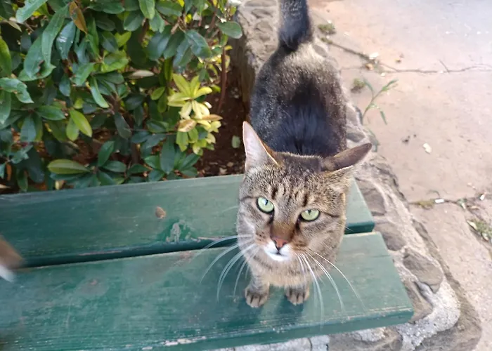 公寓 Antonio 斯普利特