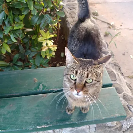 Apartamento Antonio Split